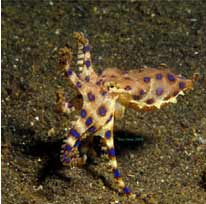 Blue-Ringed-Octopus-3